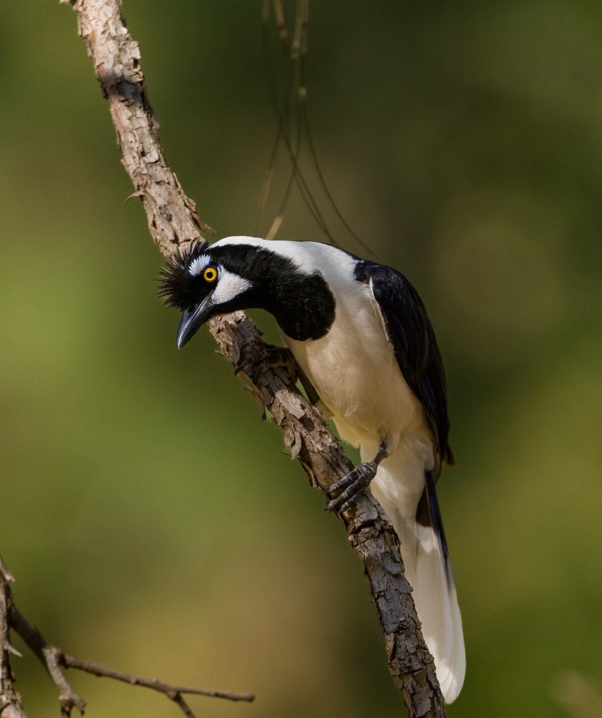 1st PrizeNature In Class 3 By John Hoyt For Tufted Jay APR-2023.jpg